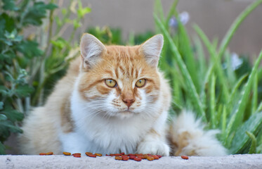 Beautiful cat eating dry food 