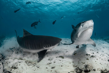 Dangerous tiger sharks with divers in the deep blue of Indian Ocean near Maldives island