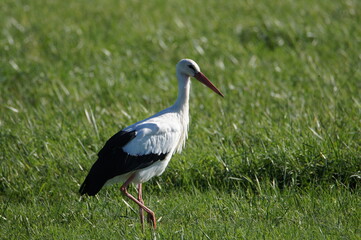 White Stork (Ciconia ciconia), Beinheim, Haguenau-Wissembourg,Grand Est, France (Alsace)