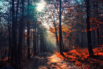 sun rays in misty autumn forest 