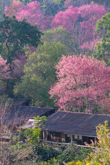 Ban Hmong Khun Chang Khian in Chiang Mai is popular for tourists to see beautiful pink cherry blossoms in winter every year and there are accommodations for tourists who come to see cherry blossoms.
