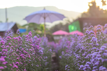 The purple margaret flower field is a flower bush that is planted for tourists to visit and take...