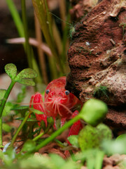 Orange dwarf Mexican crayfish (Cambarellus patzcuarensis) hiding behind driftwood, front view