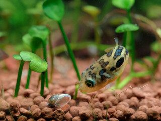 Dwarf pea puffer (Carinotetraodon travancoricus) hunting a bladder snail (Physella acuta) stalking...