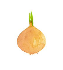 watercolor onion, illustration vegetables, onion