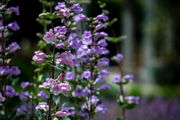 Pikes Peak Purple Penstemon flowers
