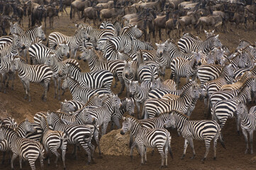Fototapeta na wymiar Burchell’s Zebras or Plains Zebras ((Equus burchellii) and White-bearded gnus or Blue wildebeest (Connochaetes taurinus ) crossing the Mara river, Masai Mara National Park, Kenya, East Africa