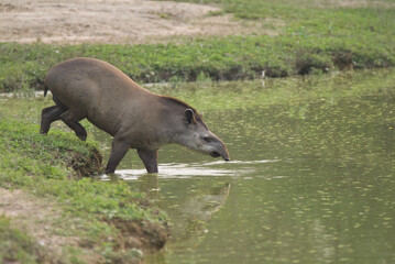 Brazilian Tapir or Lowland Tapir (Tapirus terrestris) entering in the water, Tapiridae family, Perissodactyla order, Pantanal, Mato Grosso, Brazil