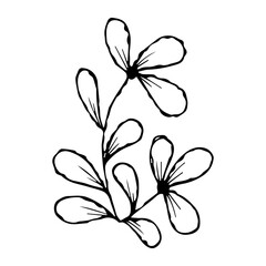 hand drawn doodle plant element for floral design concept