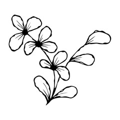 hand drawn doodle plant element for floral design concept
