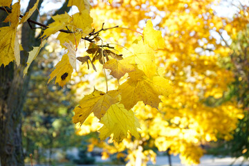 Yellow maple leaves during autumn season with warm sunlight from behind. Fall park on blurry background.