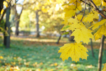 Yellow maple leaves during autumn season with warm sunlight from behind. Fall park on blurry background.