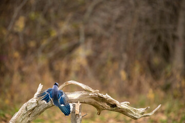 blue jay landing on branch