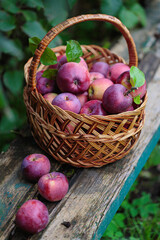 Ripe red Apples in a Basket Outdoor. Autumn Garden