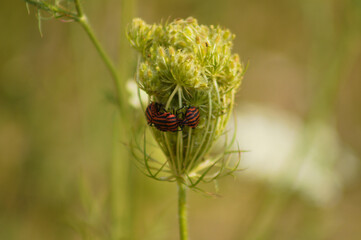 Closeup of red stripped bugs on wild carrot bud with green blurred background