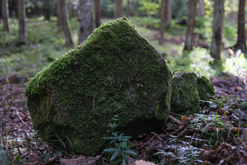 moss on the  rock