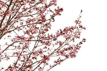 Beautiful natural cherry blossom flower png Form 