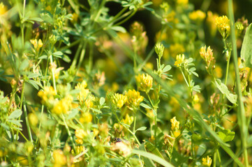 Closeup of sickle medick flowers with selective focus on foreground