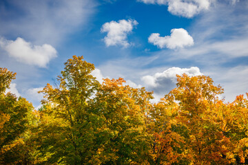 Fototapeta premium Autumn Divided