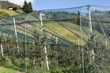hailstorm protection grids over an apple orchard in South Tirol