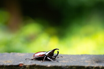 Stag beetle isolated on green background - obrazy, fototapety, plakaty