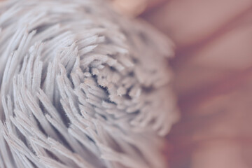 dried protea plant. Floral Background