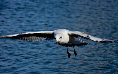 Seagull. Freedom outside. Sea fly. Seagull soaring, blue sky. Birds of prey fly in the clear blue sky. Birds fly in search of insects or fish. Sea bird in flight.