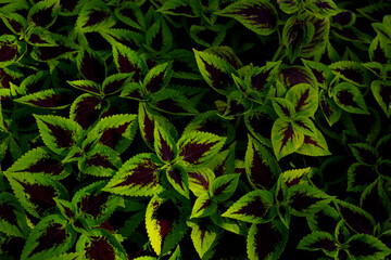 Naklejka na ściany i meble Green and purple leaves pattern background, Natural background and wallpaper