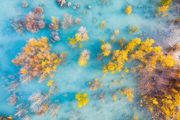 Fototapeta na wymiar Aerial view. Birch forest in turquoise water. Abraham Lake. Natural scenery in fall time. Mountain lake and trees. Banff National Park, Alberta, Canada. Photo for background and wallpaper.