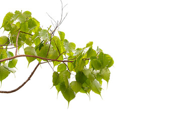 Bodhi leaves isolated clipping path on white background