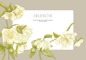White hellebore flowers, the first spring flowering ranunculus. Spring floral motif. Border, frame, template for product label, packaging. Easy to edit. Vector illustration. In botanical style - obrazy, fototapety, plakaty