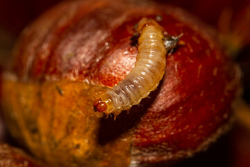 Worm perched on a chestnut. Invertebrate gelatinous insects. Macro photo of a chestnut worm.