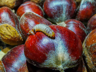 Worm perched on a chestnut. Invertebrate gelatinous insects. Macro photo of a chestnut worm.