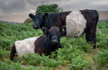 Two Belted Galloway cows  amongst the fern on North Hill, Exmoor