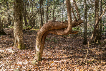 Deformed tree in the forest