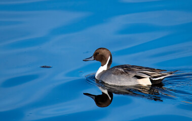 Beautiful Northern pintail duck floating on blue waters at the Bolsa Chica Reserve near Huntington Beach