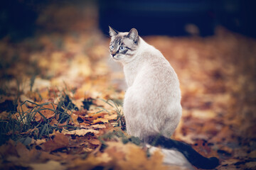 A Thai cat walks in autumn leaves. Cat and autumn.