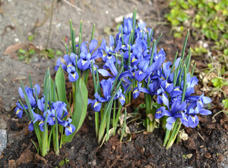 Iris iridodictium reticulum (Iridodictyum reticulatum). flowering plants