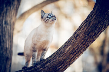 Thai cat climbs a tree. Portrait of a Thai cat in nature.