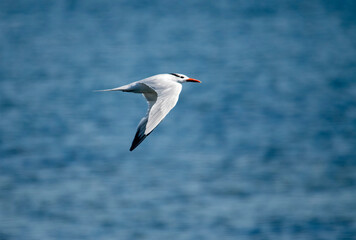 Obraz premium Royal tern in flight at Bolsa Chica ecological reserve near Huntington beach