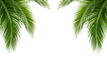 palm tree isolated on white background - obrazy, fototapety, plakaty
