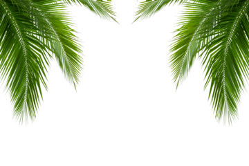 palm tree isolated on white background