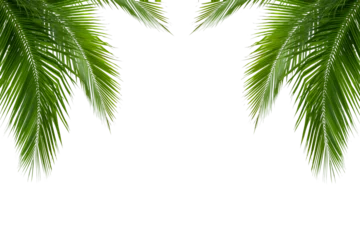 Zelfklevend Fotobehang palm tree isolated on white background © Pencile Art Design