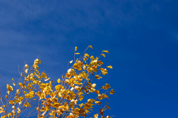 風に揺れる白樺の葉