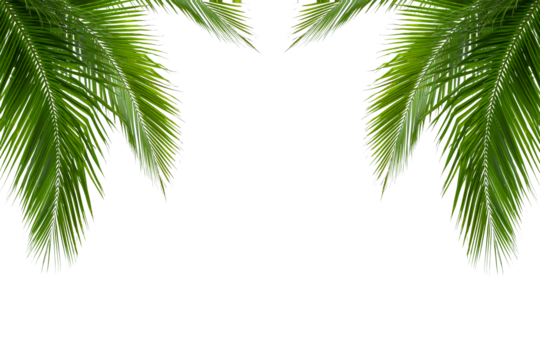 palm tree isolated on white background