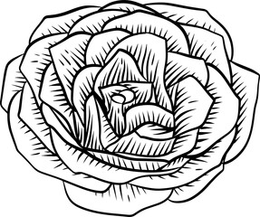 Hand drawn Rose Flower Line art Clip art