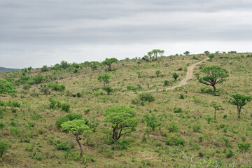 Fototapeta na wymiar Landschaft im Hluhluwe-iMfolozi-Park, KwaZulu-Natal, Südafrika