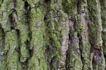 tree texture bark and moss