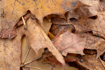 autumn leaves on the background