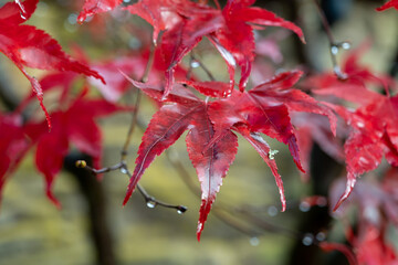 Autumn leaves in Scotland